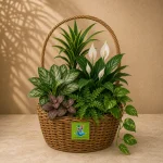 A mixed indoor-plant basket containing approximately 6 varieties